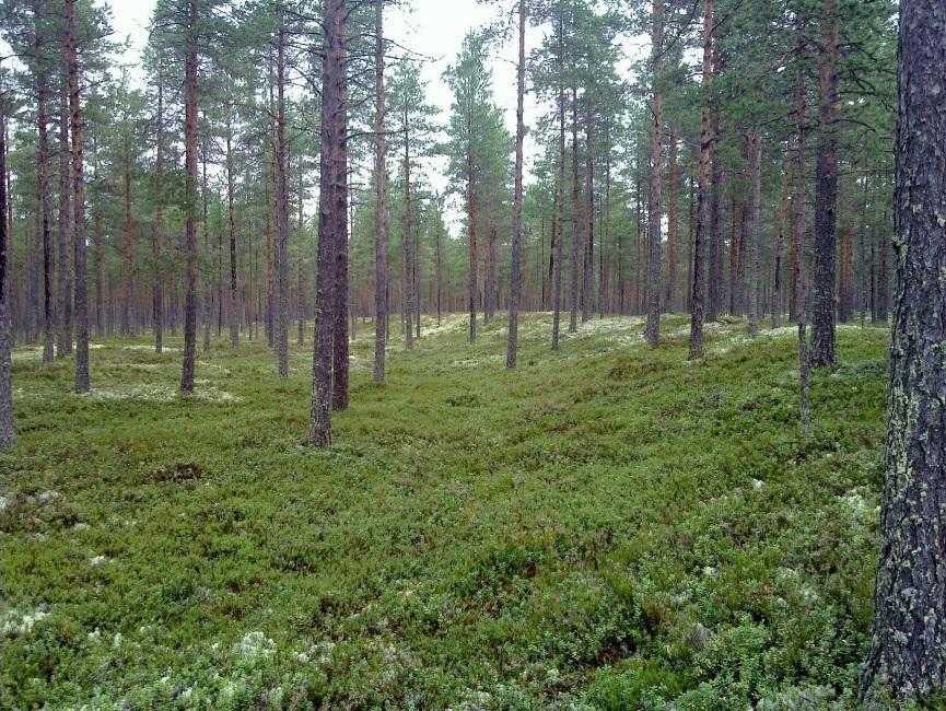 9 ja jossa avoimia metsänhoitolaikkuja ne tarkastettiin aina kun sellainen havaittiin. Eteläisin osa alueesta suota ja kivistä korpisuometsää; arkeologin kannalta kehnoa maastoa.