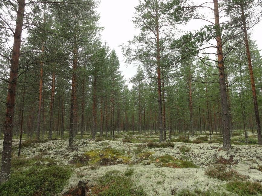 Sarvakankaan länsiosan dyynikenttää voimalapaikan 18 tuntumassa. Edessä dyynissä ns. tuulipurto mikä voi suuresti muistuttaa esihistoriallista asumuspainannetta.