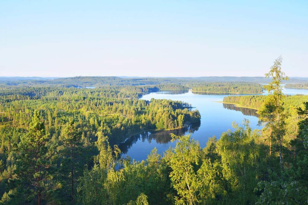 AVOIN METSÄTIETO