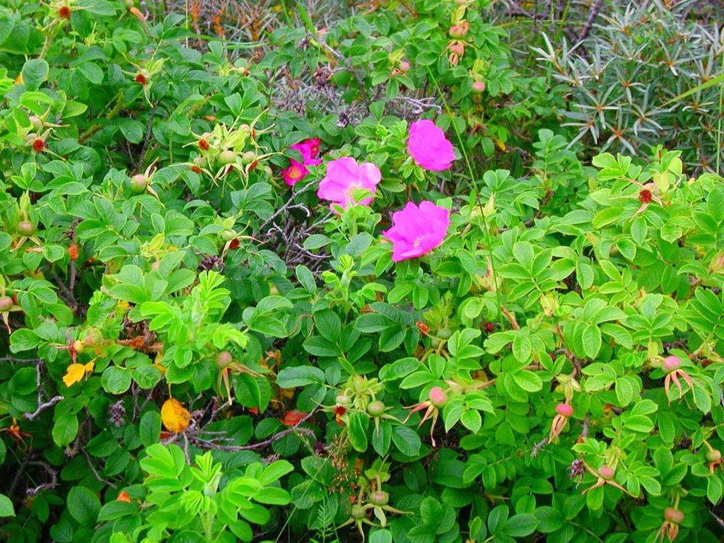 Kurtturuusu (Rosa rugosa) Koillis-Aasiasta kotoisin; yleistyi Euroopassa 1800-luvulla koristekasvi-istutusten myötä.