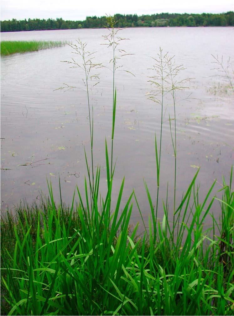 Isosorsimo (Glyceria maxima) Isosorsimo on 1 2,5 m, monivuotinen heinäkasvi laajat heleänvihreät puolikelluvat kasvustot vesistöjen rannoilla kukinto on laaja sekä jäykkä- ja karhearakenteinen röyhy.