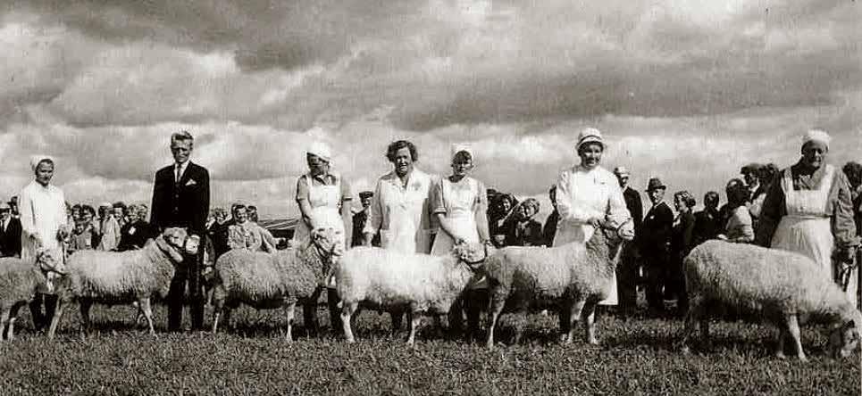 Kansikuva teoksesta 80 vuotta järjestettyä lampaanjalostusta.