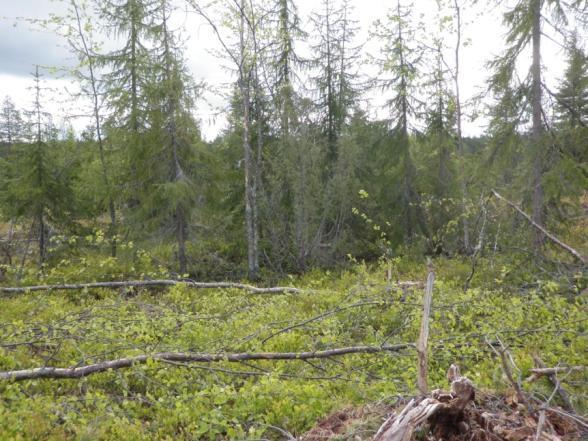 Pohjois-Suomessa säästöpuita jäi selvästi yli ympäristöoppaan kappalemääräisen tavoitteen.