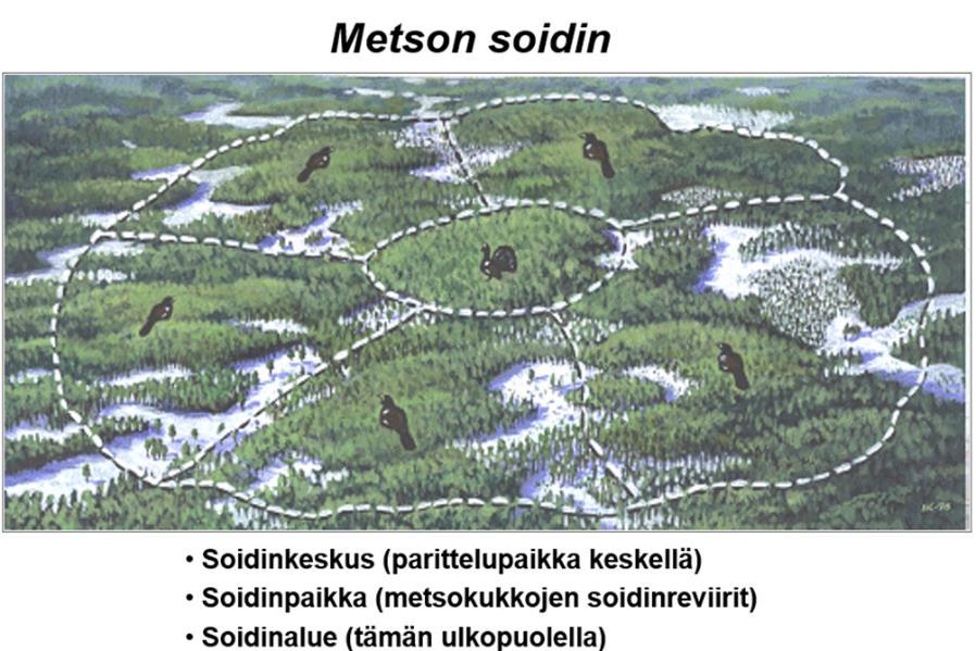 Tunnetut soidinkeskukset jätetään uudistushakkuissa pääsääntöisesti hakkaamatta, mutta suurilla (yli 10 kukkoa) soitimilla voidaan tehdä varovaisia pienaukko-, väljennys- tai erirakenteistavia