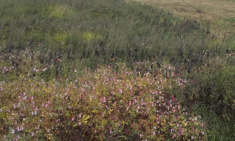 Vieraslajit Ongelma Kylän alueella on havaittavissa monin paikoin jättipalsamia ja lupiinia (kuvassa erottuu lupiinin mustat siemenkodat ja vaaleanpunaiset jättipalsamin kukat).