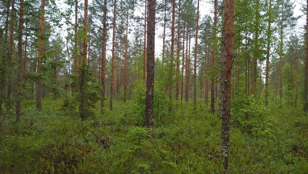 Suositukset Kohdetta olisi mahdollista padottaa virtaamaan hidastamiseksi, tosin se ei