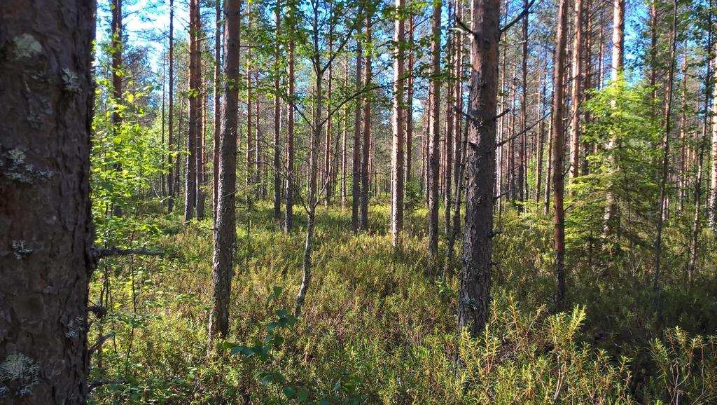 lähtien perkaamatta. Suositukset Ei vesiensuojelutarvetta tai kunnostusojitustarvetta.