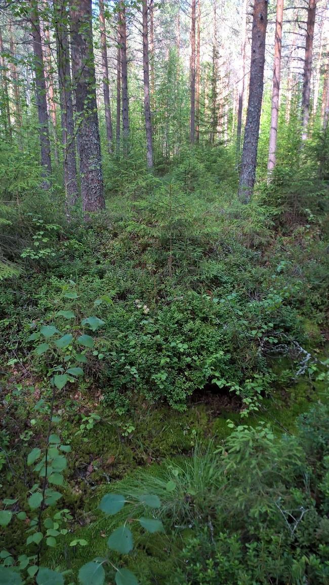 Havaintopiste 8 Kuvaus Vanhempi ojitusalue, jonka ojat jo hyvin sammaloituneet.