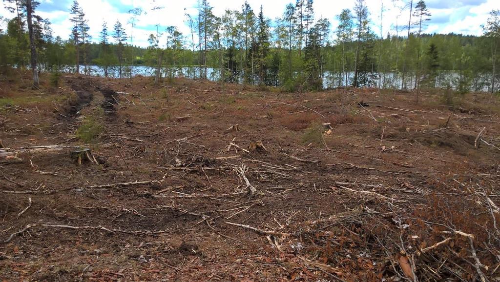 Havaintopiste 9 Kuvaus Rannan vielä muokkaamaton uudistusala. Jätetty sertifioinnin mukainen, kapeahko käsittelemätön rantavyöhyke.