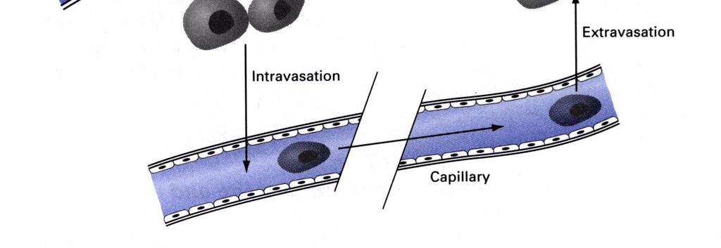 al: Molecular Biology of the Cell, Chapter 20, Cancer kasvainsolukon