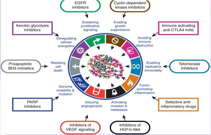 Signaling Interactions in the Tumor