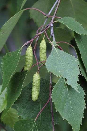 Rauduskoivu, Betula pendula Rauduskoivun