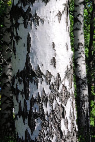 hieskoivulla: pendula = ei kalpea.