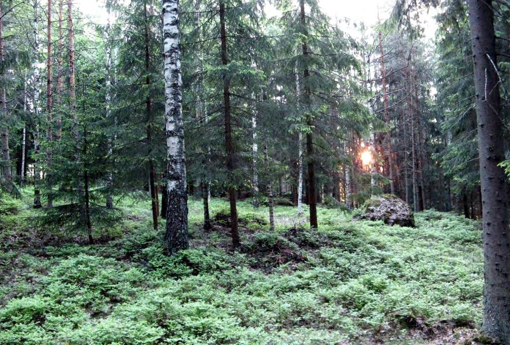 T6 Itä-Taasjärvi ja K8 B Hiekkamäki.
