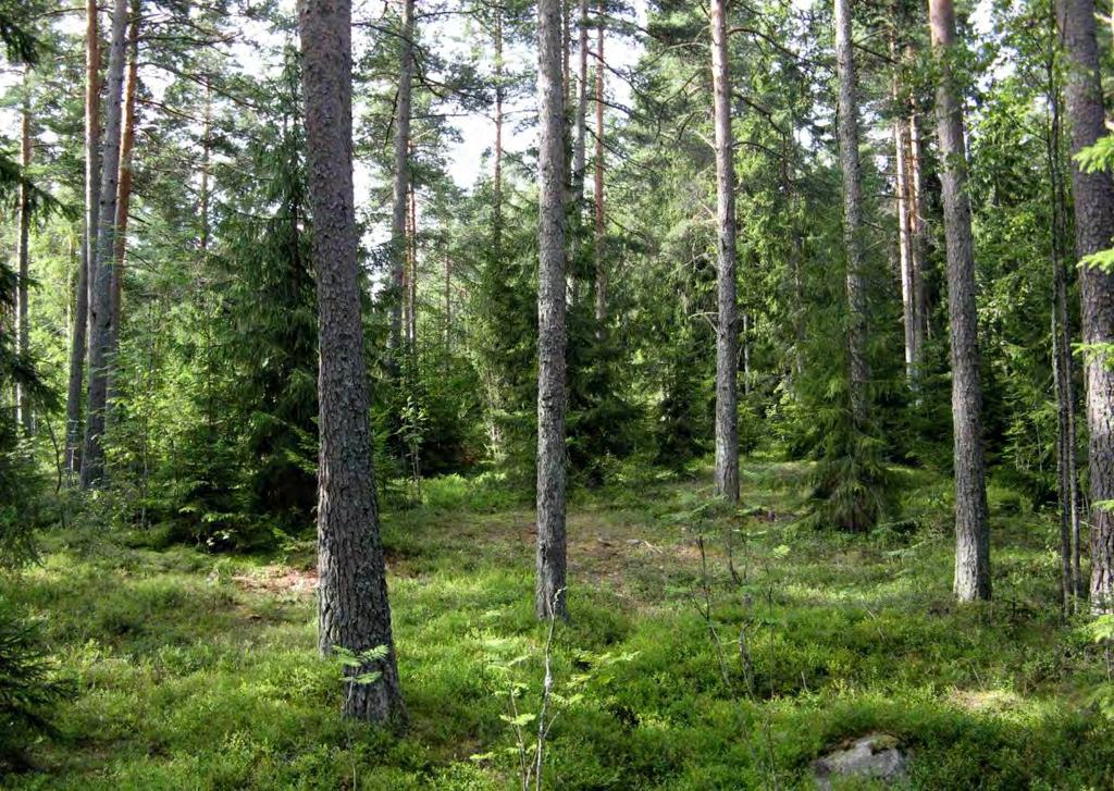 Mäntyvaltaista tuoreen kankaan sekametsää kuviolla 12. Kuva 7.