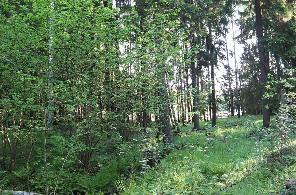 T6 Itä-Taasjärvi ja K8 B Hiekkamäki. Asemakaavojen luontoselvitys. Kuva 9.