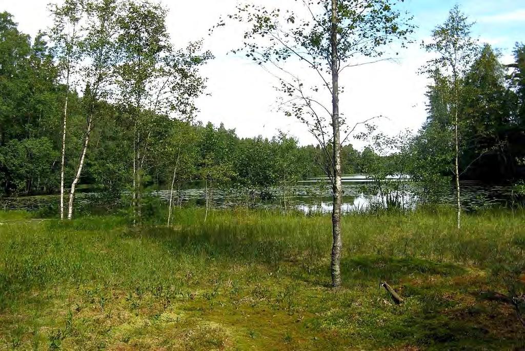 T6 Itä-Taasjärvi ja K8 B Hiekkamäki. Asemakaavojen luontoselvitys. mm. pullosara, jouhisara, raate, pyöreälehtikihokki ja suopursu. Metsänpuoleisessa korpireunuksessa on harmaapajua ja mustikkaa.