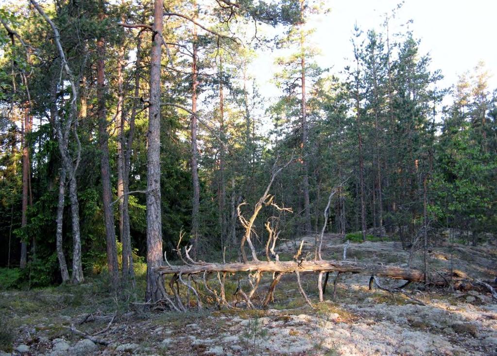 T6 Itä-Taasjärvi ja K8 B Hiekkamäki. Asemakaavojen luontoselvitys. Kuva 16. Aamuinen maisema Kallbäckin etelärinteen kalliolta. Kuviot 6 ja 7.