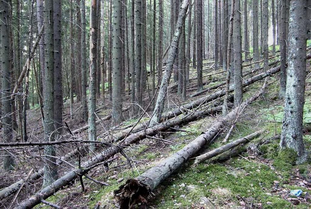 T6 Itä-Taasjärvi ja K8 B Hiekkamäki. Asemakaavojen luontoselvitys. Kuva 17.