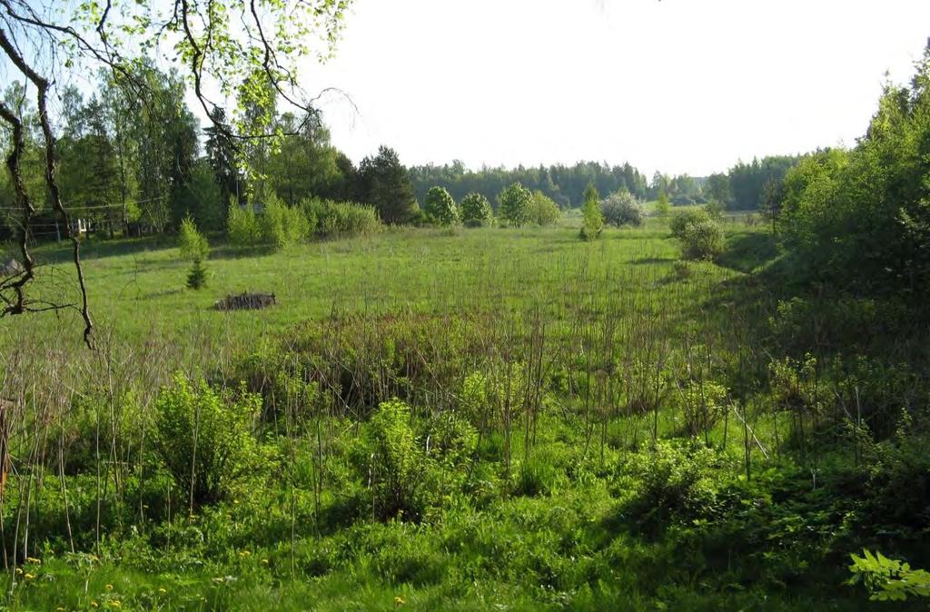 T6 Itä-Taasjärvi ja K8 B Hiekkamäki. Asemakaavojen luontoselvitys. Kuva 19. Osa Hiekkamäen pelloista on hylätty, mutta enin osa on vielä käytössä. Kuvassa kuvion 11 eteläosaa. Kuvio.