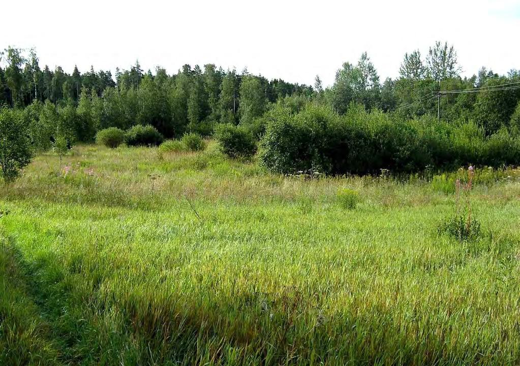 T6 Itä-Taasjärvi ja K8 B Hiekkamäki. Asemakaavojen luontoselvitys. Kuvio 5.