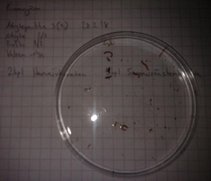 rinnakkaisnäytteestä 3/3 löydetyt pohjaeläimet