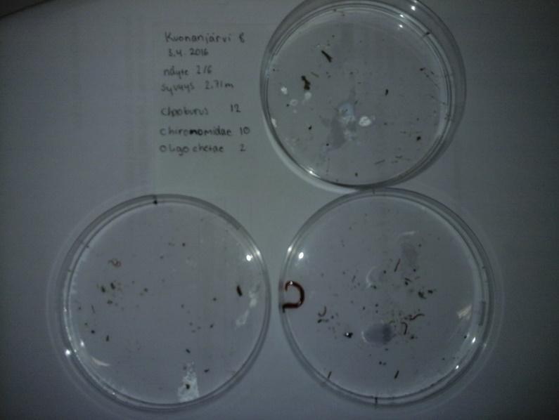 rinnakkaisnäytteestä 6/6 löydetyt pohjaeläimet 03.