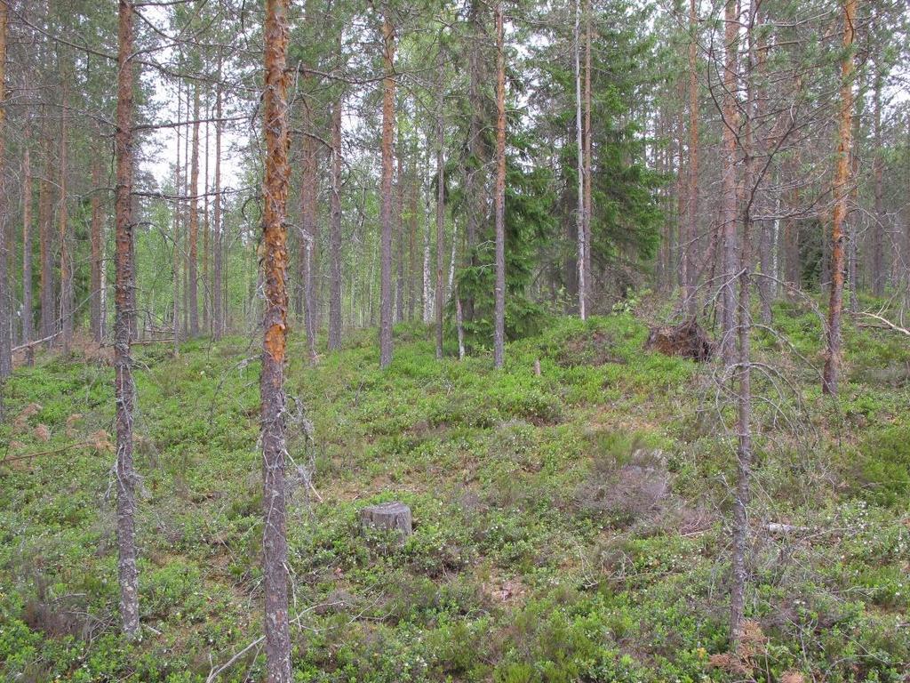 Osa-alue 1 Uittoniemi-tilan rakennettu alue pihapiireineen sekä sen lähiympäristöä. Puuston hakkuissa on jätetty jonkin verran kookkaita mäntyjä ja koivuja; rannan läheisyydessä männikköä on enemmän.