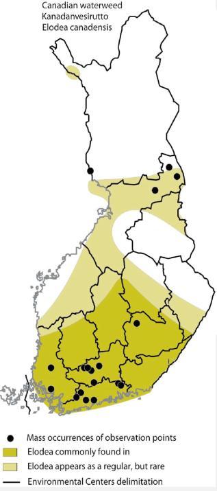 15 Vesirutto talvehtii vihreänä ja aloittaa kasvunsa heti jäiden sulamisen jälkeen, joten sillä on ylivoimainen kilpailuasema muihin kasveihin nähden (Lehtonen 2000).
