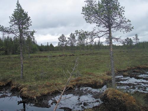 Pienpetoja pyytämällä voidaan parantaa metsäkanalintujen ja vesilintujen pesintätulosta.