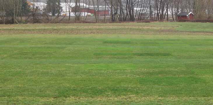 Lolium perenne L. Perennial ryegrass Perennial ryegrass Engelskt rajgräs Almindelig rajgræs Flerårig raigras Englanninraiheinã Vallarry gresi Monivuotinen englanninraiheinä muodostaa löyhiä mättäitä.