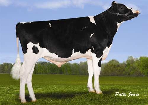 Bing MARBRI BING 0200HO03830 WINDBROOK x BAXTER x GOLDWYN GILLETTE WINDBROOK MARBRI BAXTER BREEZE VG-85-3YR-CAN 7* EMERALD-ACR-SA T-BAXTER GLENEIL GOLDWYN BOUNCE VG-87-5YR-CAN 5* BRAEDALE GOLDWYN