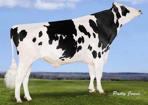 Album SILVERRIDGE ALBUM 0200HO02942 EPIC x MAN-O-MAN x GOLDWYN GENERVATIONS EPIC VELTHUIS SG MOM ALICIA VG-85-2YR-CAN 2* LONG-LANGS OMAN OMAN ALLYNDALE-I GOLDWYN ALBANY VG-87-2YR-CAN 11* BRAEDALE
