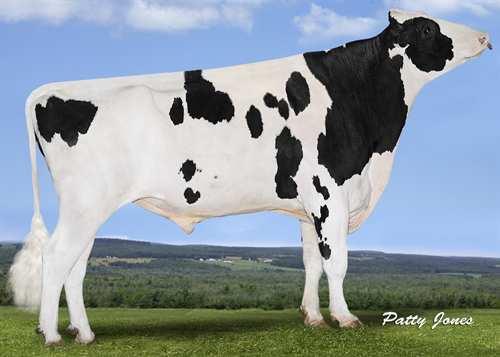 Capital Gain STANTONS CAPITAL GAIN 0200HO10362 MCCUTCHEN x OBSERVER x SHOTTLE DE-SU BKM MCCUTCHEN 1174 MS CHASSITY OBS CLAIRE VG-87-2YR-CAN 5* DE-SU OBSERVER REGANCREST