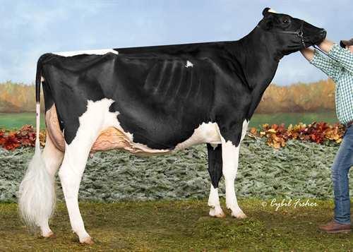 Doorman VAL-BISSON DOORMAN 0200HO06480 BOOKEM x SHOTTLE x GOLDWYN DE-SU 521 BOOKEM VAL-BISSON SHOTTLE IMELDA EX-91-6YR-CAN 6* PICSTON SHOTTLE VAL-BISSON GOLDWYN MAYA VG-88-6YR-CAN 32* BRAEDALE