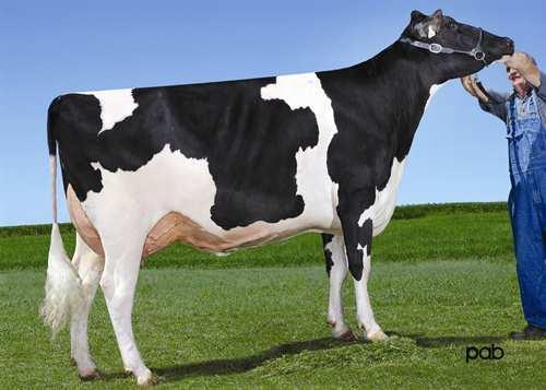 Flame VIEUXSAULE FLAME 0200HO06551 NUMERO UNO x FREDDIE x BOLTON AMIGHETTI NUMERO UNO VIEUXSAULE FREDDIE FELICIA VG-85-2YR-CAN BADGER-BLUFF FANNY FREDDIE VIEUXSAULE BOLTON HALIA VG-87-2YR-CAN 10*