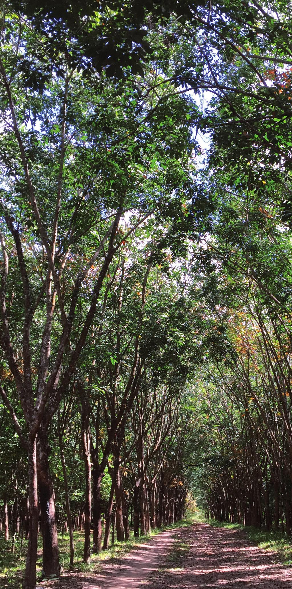 Näistä trooppisista puista valutetaan lateksia lypsämällä.