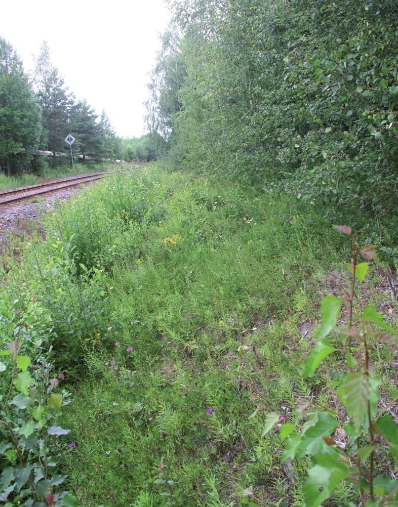 (Salix cinerea) pensaita. Haavikon aluskasvillisuuden lajistoon kuuluu mm. kielo (Convallaria majalis), nuokkuhelmikkä (Melica nutans) ja lehtonurmikka (Poa nemoralis).