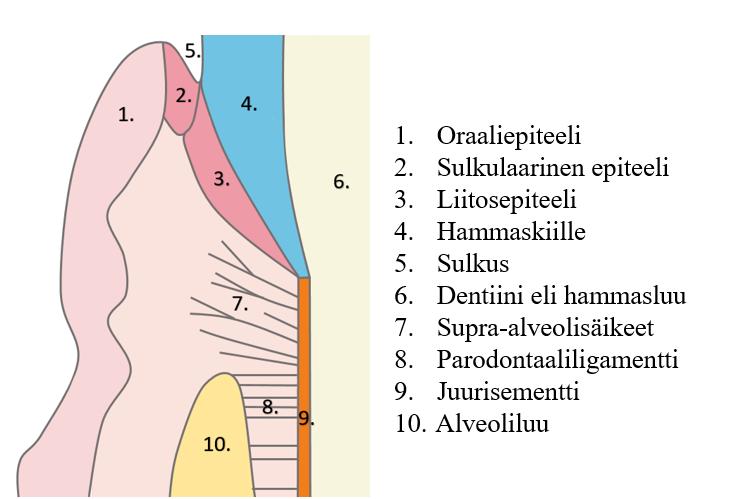 3 soluryhmä parodontiumissa. Niiden tehtävänä on tuottaa parodontaaliligamentin kannalta tärkeää kollageenia, elastiinia ja perusainetta.