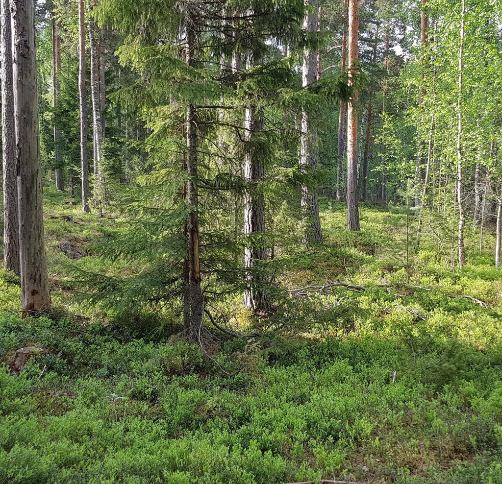 KUHMALAHDEN OSAYLEISKAAVOJEN TÄYDENTÄVÄ