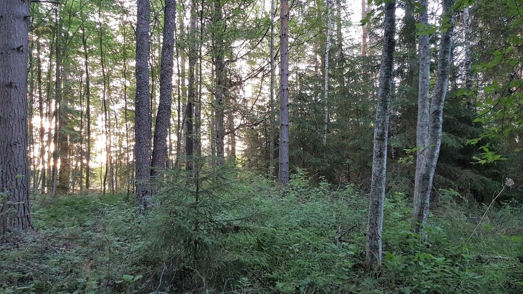 Kuhmalahden osayleiskaavojen täydentävä luontoselvitys Kuva 4. Osa-alue 1, rakennuspaikka A Sarkainlahden länsirannalla.