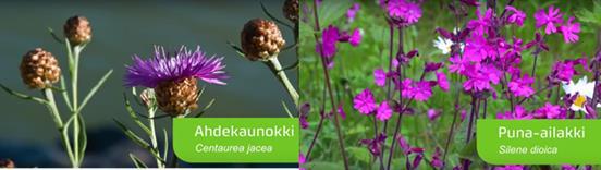 määrillä. Kasveista ahdekaunokki ja purtojuuri kasvattavat vahvat juuret ja sitovat hyvin maa-ainesta estäen eroosiota. Mukaan otettiin myös joitakin rehevämmän alueen kasveja.