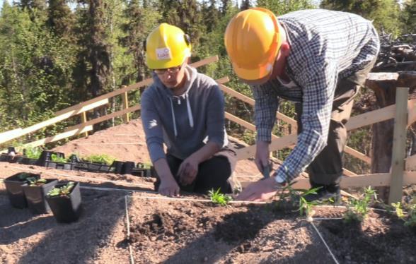 Puoleen katon pinta-alan kasvualustasta sekoitettiin koivusta valmistettua biohiiltä 10 % (v/v), jolloin kevytbetonimurskeen osuus oli 65 %.