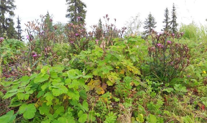 Kasvillisuus menestyi huonommin katon paahteisemmalla etulappeella.