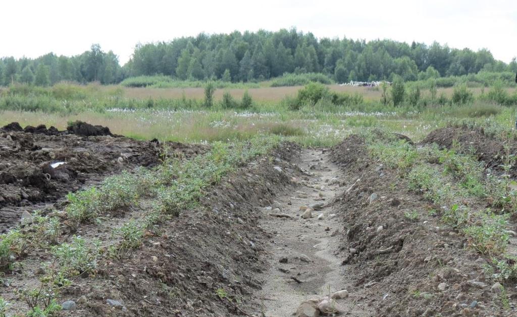 4.2. Puolukan viljely Puolukka on metsämarjoistamme varmin ja runsassatoisin.