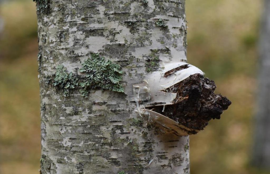 4.3. Sieniviljely Vaikka suomessa sienten viljely on keskittynyt vain muutamaan sisätiloissa kasvatettavaan lajiin kuten herkkusieneen (Agaricus bisporus), osterivinokkaaseen (Pleurotus ostreatus) ja