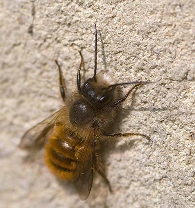 Kuva 21. Rusomuurarimehiläinen (Osmia bicornis) ja pesintöjä keinopesään poratussa pesäkolossa. Kuva Creative commons.