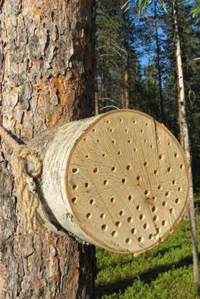valtalajina lopettaa kukkimisen. Pölyttäjähönteisten ravinnonsaanti voidaan turvata metsän monimuotoisuutta lisäämällä, jolloin myös aluskasvillisuuden lajit monipuolistuvat.