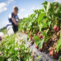 Niittyverkosto tukee ja vahvistaa alueen biodiversiteettiä.