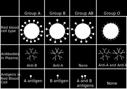 Vääräryhmäisessä verensiirrossa saajan vasta-aineet tarttuvat